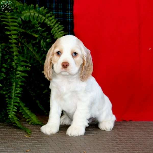 Jenna, Cocker Spaniel Puppy