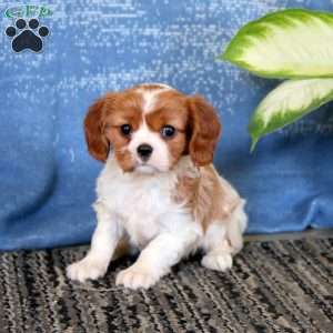 Jenna, Cavalier King Charles Spaniel Puppy