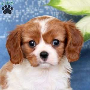 Jenna, Cavalier King Charles Spaniel Puppy