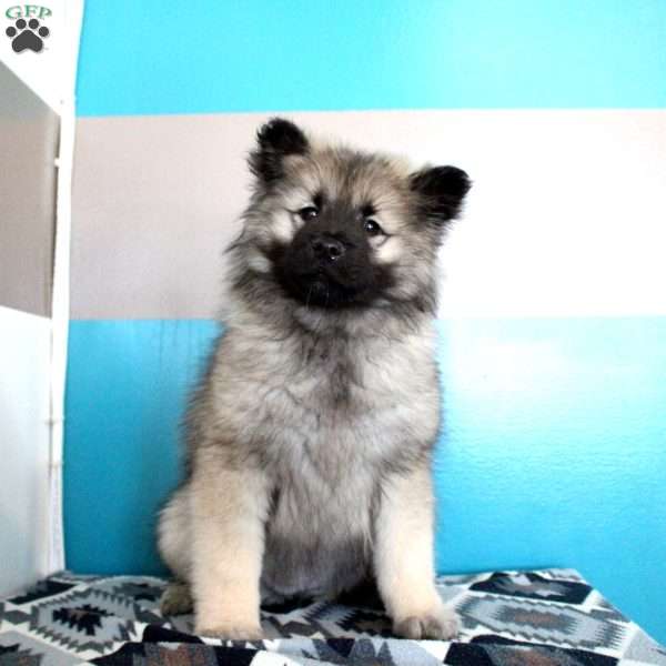 Jenny, Keeshond Puppy