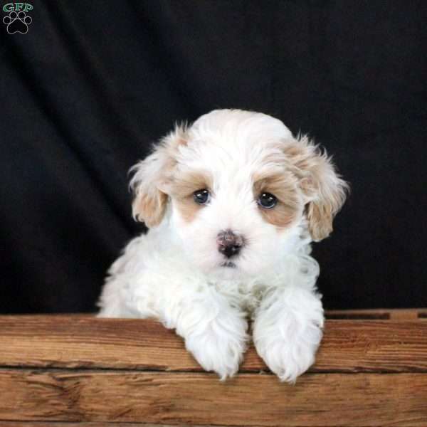 Jeremiah, Maltipoo Puppy