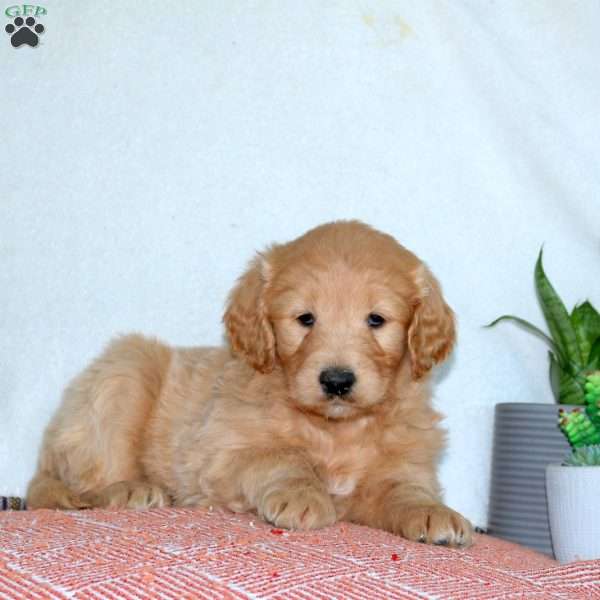 Jessie, Goldendoodle Puppy