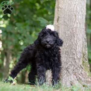 Jewel, Portuguese Water Dog Puppy