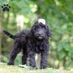 Jewel, Portuguese Water Dog Puppy