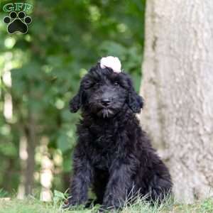 Jewel, Portuguese Water Dog Puppy