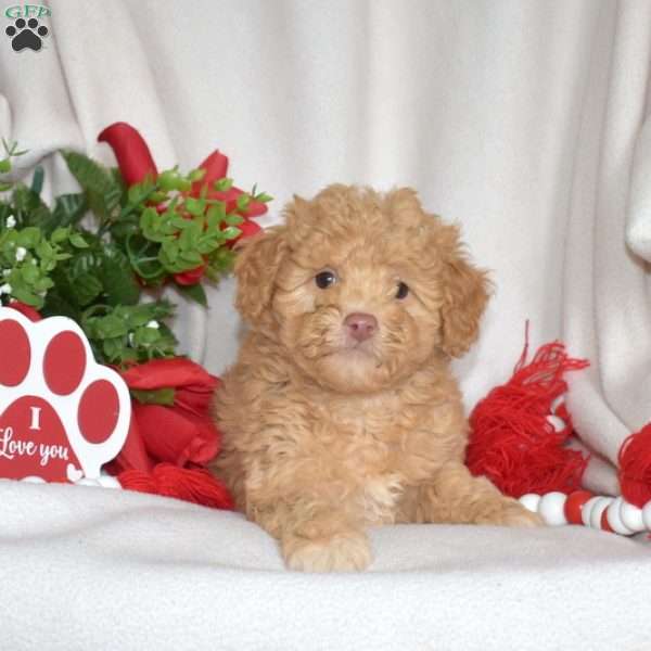 Jewel, Miniature Poodle Puppy