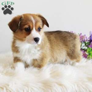 Jewel, Pembroke Welsh Corgi Puppy