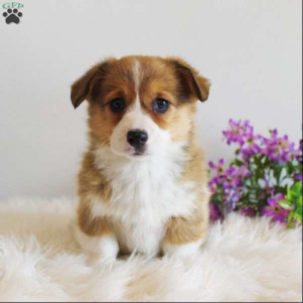 Jewel, Pembroke Welsh Corgi Puppy