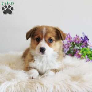 Jewel, Pembroke Welsh Corgi Puppy