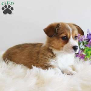 Jewel, Pembroke Welsh Corgi Puppy