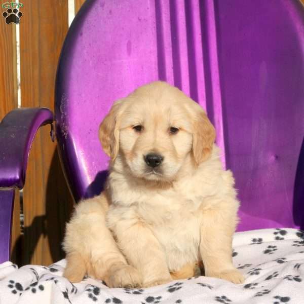 Jiffy, Golden Retriever Puppy