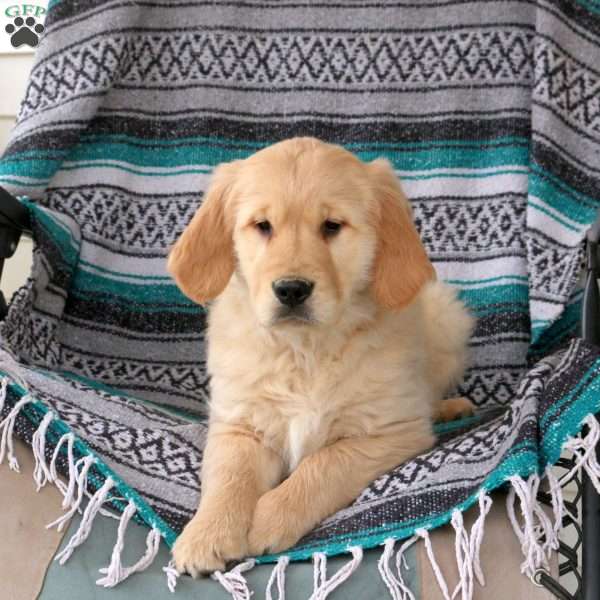 Jiffy, Golden Retriever Puppy