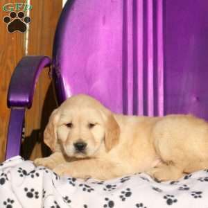 Jiffy, Golden Retriever Puppy