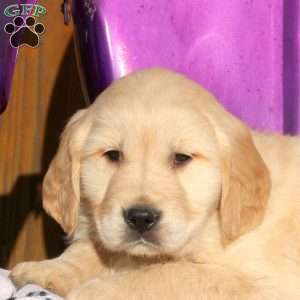 Jiffy, Golden Retriever Puppy