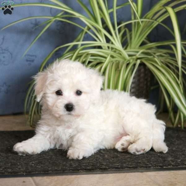 Jiffy, Bichon Frise Puppy