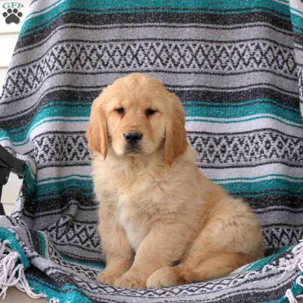 Jitterbug, Golden Retriever Puppy