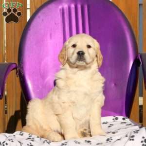 Jitterbug, Golden Retriever Puppy