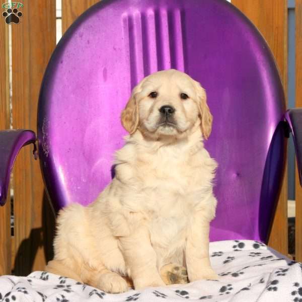 Jitterbug, Golden Retriever Puppy