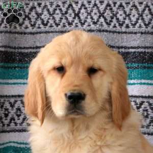 Jitterbug, Golden Retriever Puppy