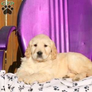 Jitterbug, Golden Retriever Puppy