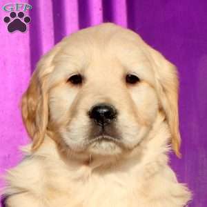 Jitterbug, Golden Retriever Puppy