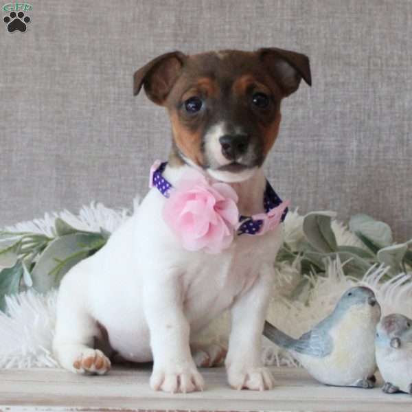 Jocelyn, Jack Russell Terrier Puppy