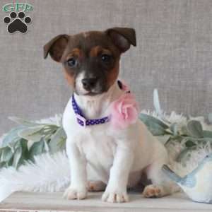 Jocelyn, Jack Russell Terrier Puppy