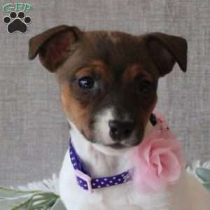 Jocelyn, Jack Russell Terrier Puppy