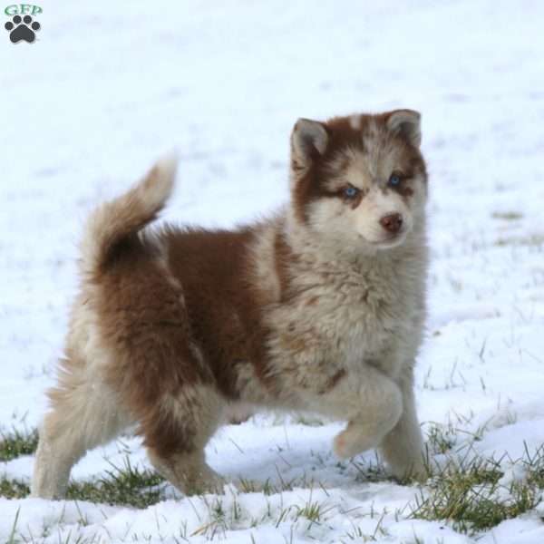 Jodi, Pomsky Puppy