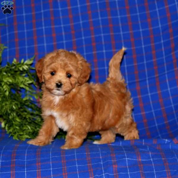 Jodi, Maltipoo Puppy