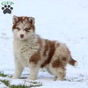 Jodi, Pomsky Puppy