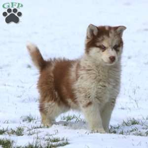 Jodi, Pomsky Puppy