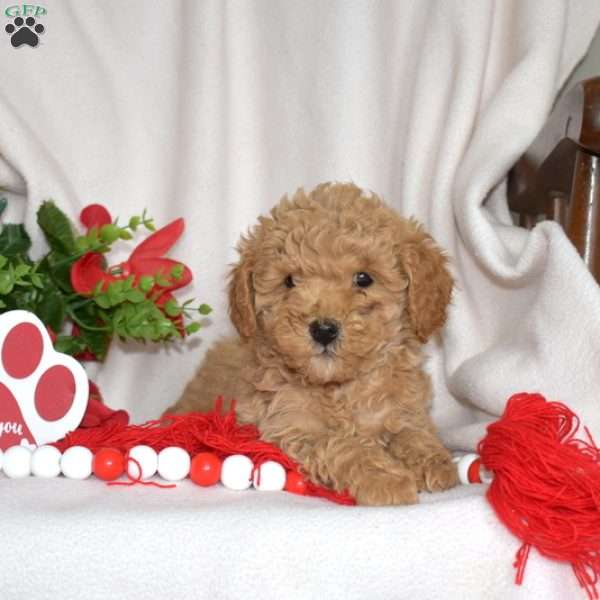 Joey, Miniature Poodle Puppy