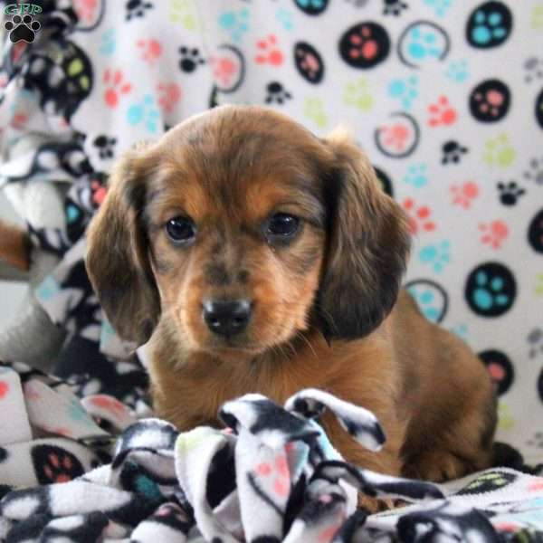 Joey-Mini, Dachshund Puppy