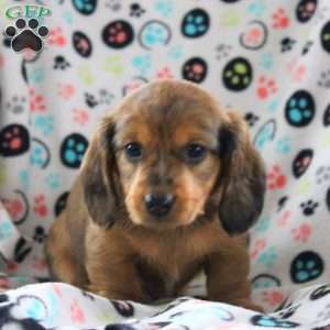 Joey-Mini, Dachshund Puppy