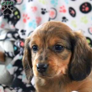 Joey-Mini, Dachshund Puppy