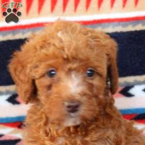 John, Mini Labradoodle Puppy