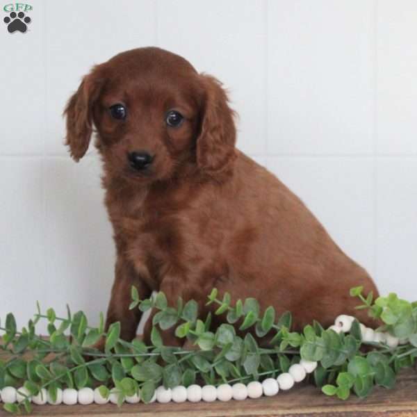 Jolly, Cavapoo Puppy