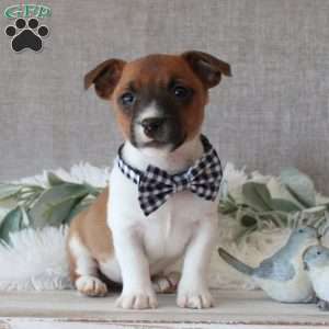 Jon, Jack Russell Terrier Puppy