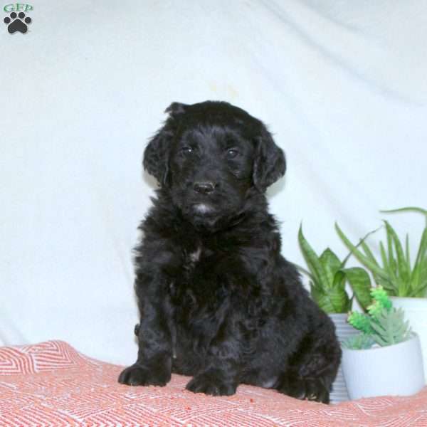 Joseph, Goldendoodle Puppy