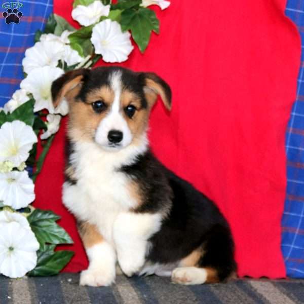 Josh, Pembroke Welsh Corgi Puppy