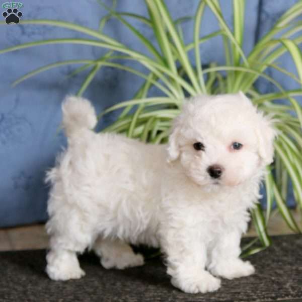 Josh, Bichon Frise Puppy