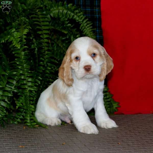 Josh, Cocker Spaniel Puppy