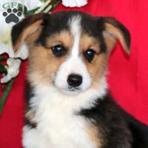 Josh, Pembroke Welsh Corgi Puppy