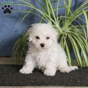 Josh, Bichon Frise Puppy