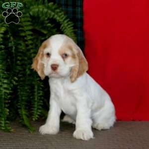 Josh, Cocker Spaniel Puppy