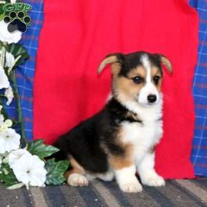 Josh, Pembroke Welsh Corgi Puppy