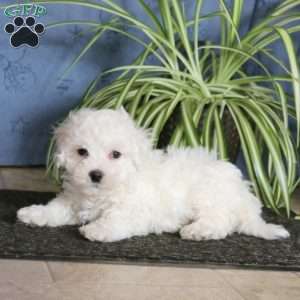 Josh, Bichon Frise Puppy