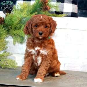 Josiah-F1B, Mini Goldendoodle Puppy