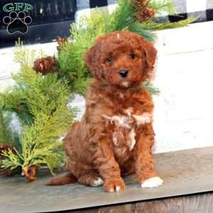 Josiah-F1B, Mini Goldendoodle Puppy